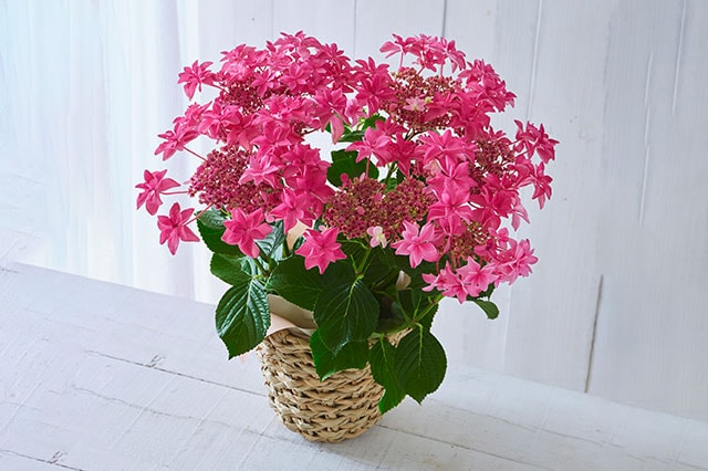 �A�W�T�C ���ԗ��� �R���e���c3