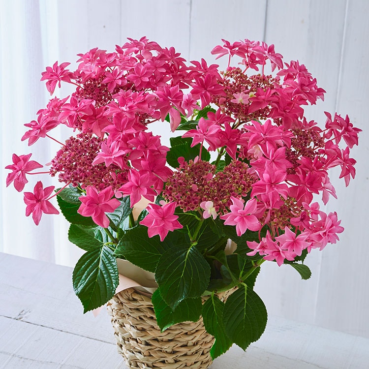 �X���C�_�[�摜1