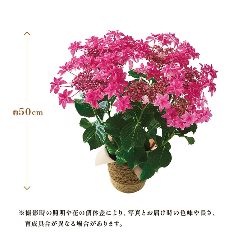 �X���C�_�[�摜2