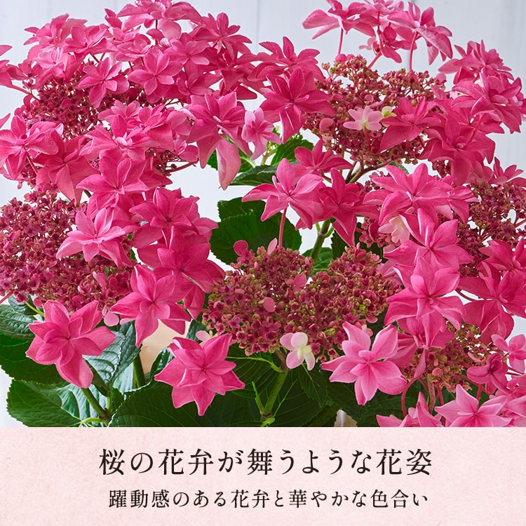 �X���C�_�[�摜3