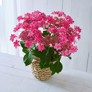 �A�W�T�C ���ԗ���