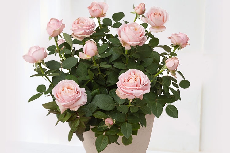 �~�j�o�� �v�����Z�X�I�u�C���t�B�j�e�B