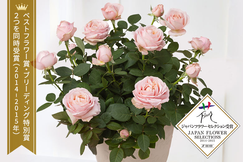  �~�j�o�� �v�����Z�X�I�u�C���t�B�j�e�B �R���e���c1