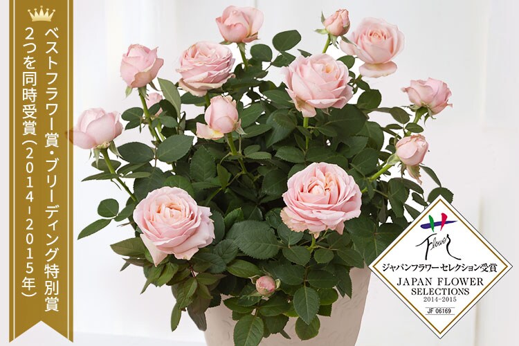 ミニバラ プリンセスオブインフィニティ ｜ 2026年 Oisix母の日ギフト特集