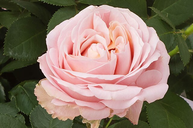 �~�j�o�� �v�����Z�X�I�u�C���t�B�j�e�B �R���e���c2