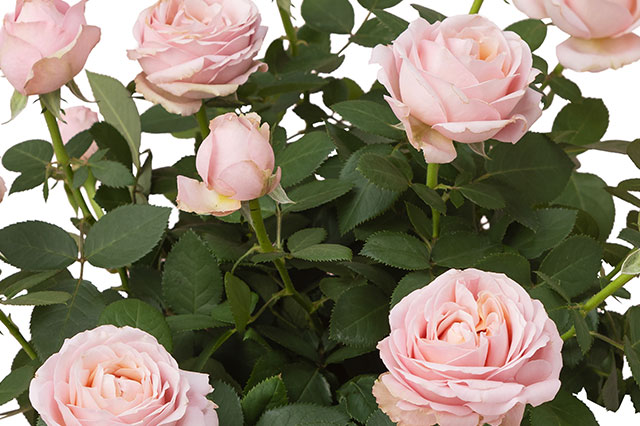 �~�j�o�� �v�����Z�X�I�u�C���t�B�j�e�B �R���e���c3