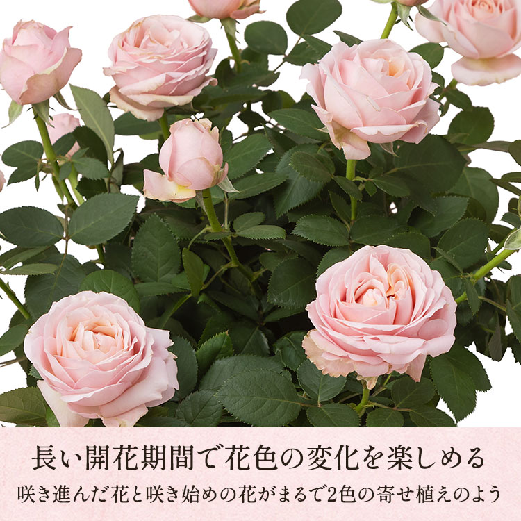 �X���C�_�[�摜4