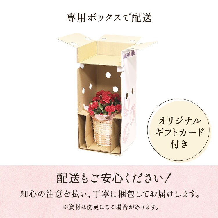 ミニバラ プリンセスオブインフィニティ ｜ 2026年 Oisix母の日ギフト特集