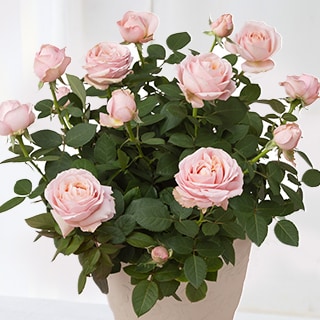 �~�j�o�� �v�����Z�X�I�u�C���t�B�j�e�B