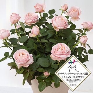 �~�j�o�� �v�����Z�X�I�u�C���t�B�j�e�B