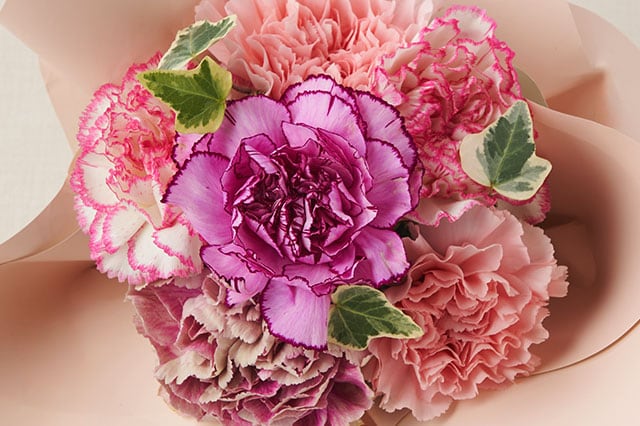 �X�^���f�B���O�u�[�P �s���N �R���e���c3