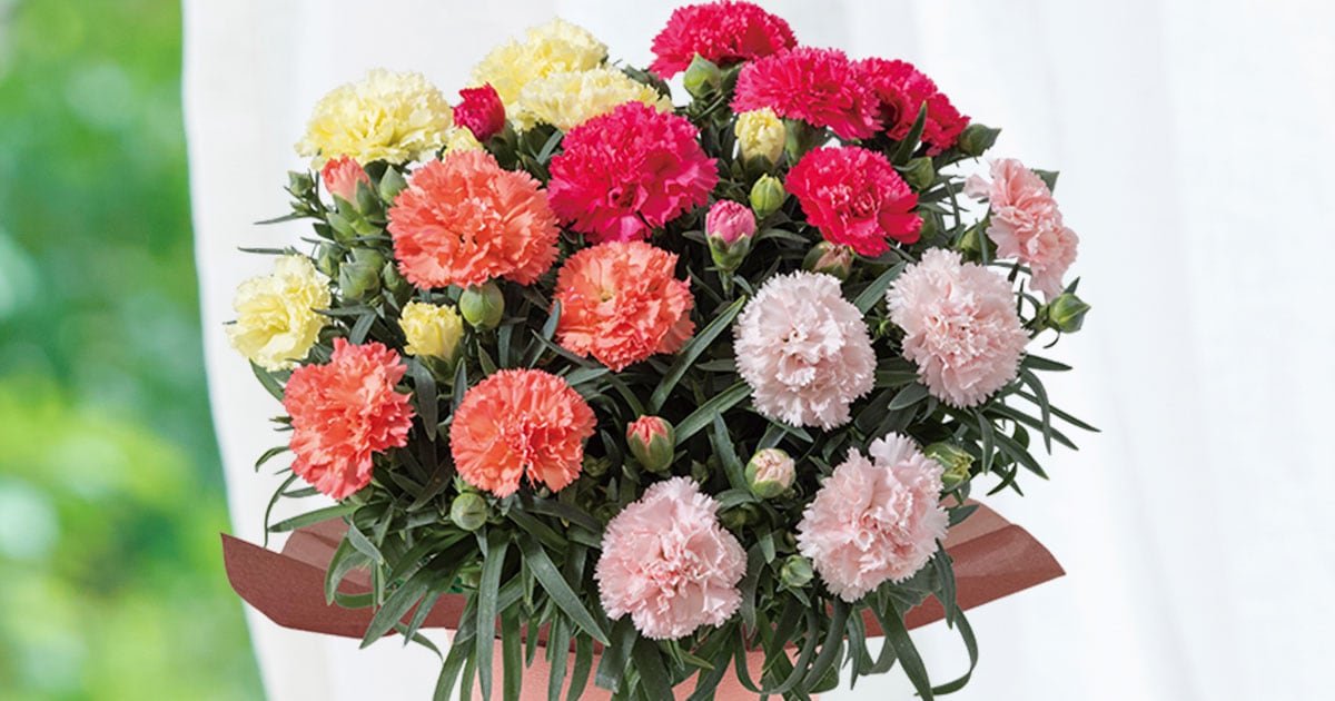 母の日のプレゼントにも♪ 寄せ植え　花■カーネーションの花束のような寄せ植え カーネーション4色寄せ植え ｜ 2026年 Oisix母の日・父の日ギフト特集