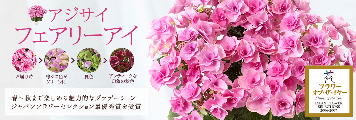 �A�W�T�C �t�F�A���[�A�C