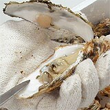 商品には、軍手、カッターと殻の剥き方説明書をお付けします。