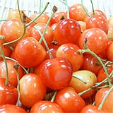 山形産さくらんぼ「佐藤錦」