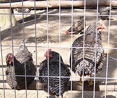 地元宮崎でも知る人ぞ知る超稀少なぶり鶏
