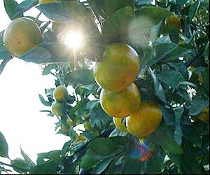 �z�̌��ƌF�ܘY����̈���������ς��󂯂Ĉ�����݂���B�Ɠ��̐[�����́A����2�Ɏx�����Ă���̂�������܂���ˁB