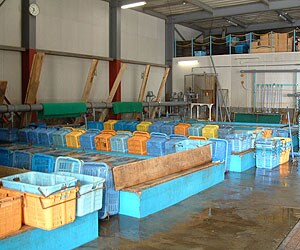 カニの鮮度を保つため、いけすに入れて、鮮度の高いものだけをお届けします