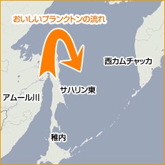 おいしいプランクトンの流れ図解