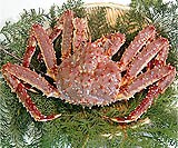 ���^���o�p�i1��1kg�j