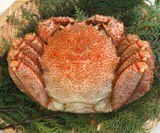 �X�y�V����BIG�т��Ɂi1�� 1kg�j