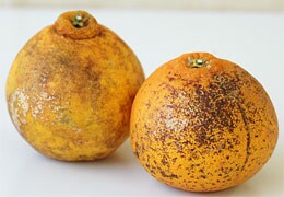 ڂ͂̒ʂ菭Xłc