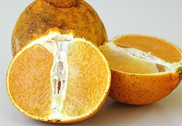 g͂ȂYIQłB