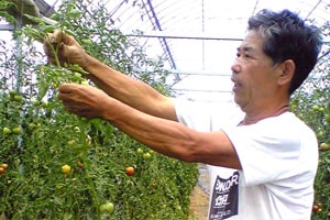 ▲ゆめトマトの生産者 鈴木さん