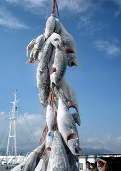 �L���Ȃ����i�����񂩂���w�����������A���c���񂪉����}�O��