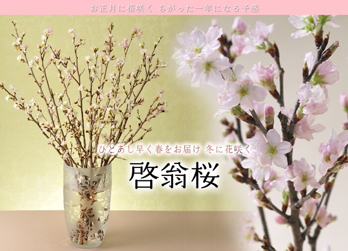 一足早く春をお届け 冬に花咲く啓翁桜 oisix おいしっくす 直送便 一足早く春をお届け 冬に花咲く啓翁桜 oisix おいしっくす 直送便