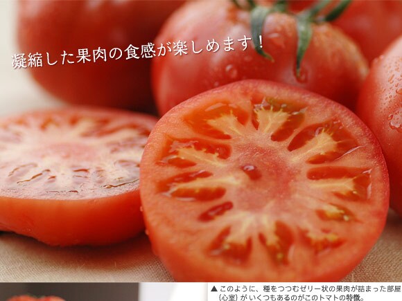 トマトさん 楽天市場】【11月頃再入荷予定】【日時指定可】千葉県産ミニ