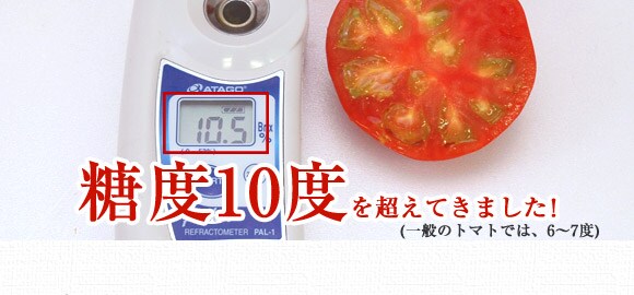 横田さんのとんがりファーストトマト ｜ Oisix産直