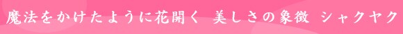 @悤ɉԊJ@̏ےuVNNv