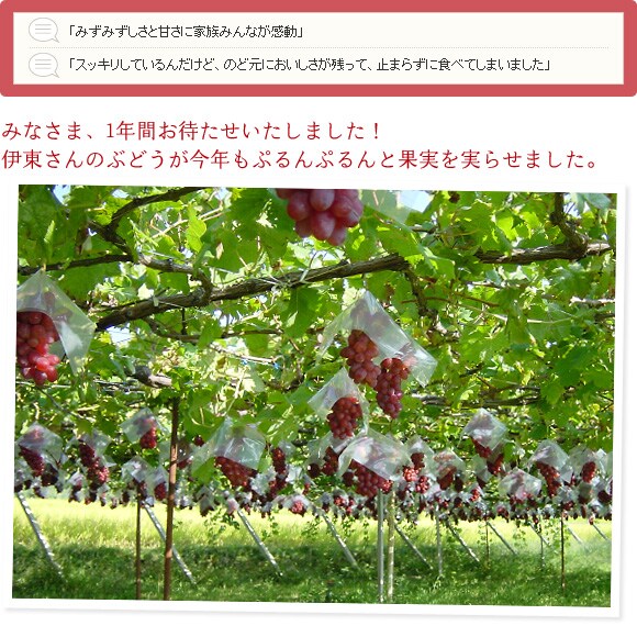 「みずみずしさと甘さに家族みんなが感動」
「スッキリしているんだけど、のど元においしさが残って、止まらずに食べてしまいました」
みなさま、1年間お待たせいたしました!伊東さんのぶどうが今年もぷるんぷるんと果実を実らせました。