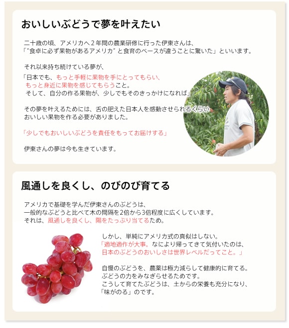 おいしいぶどうで夢を叶えたい 風通しを良くし、のびのび育てる