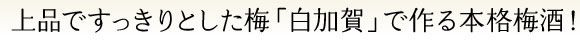 上品ですっきりとした梅「白加賀」で作る本格梅酒!