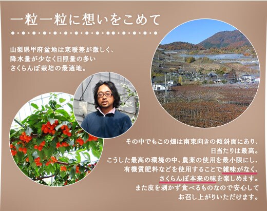 ハウスさくらんぼ 山梨県産 バラ詰め ｏｉｓｉｘ産直おとりよせ市場
