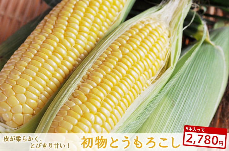 宮崎県から“初物とうもろこし(ピクニックコーン)”を産地直送!