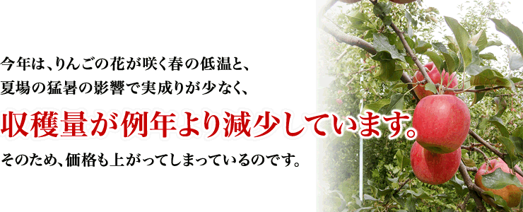 今年は、りんごの花が咲く春の低温と、夏場の猛暑の影響で実成りが少なく、収穫量が例年より減少しています。そのため、価格も上がってしまっているのです。