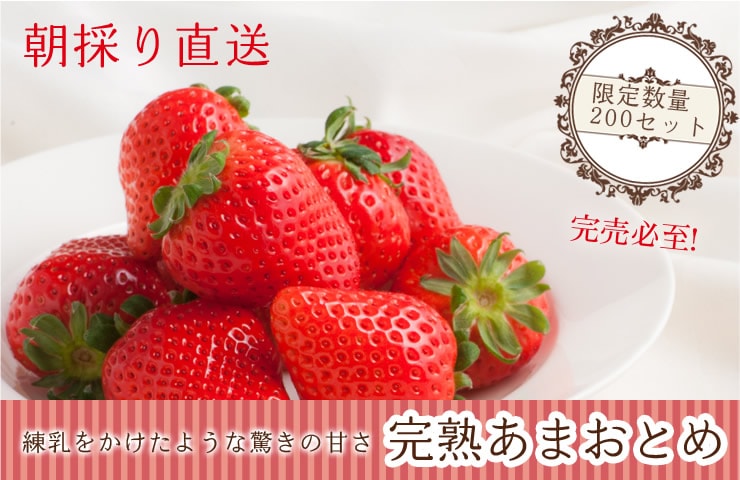 愛媛県から“いちご(あまおとめ)”を産地直送!
