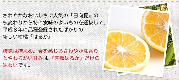 有機栽培 完熟はるか ｜ Oisix産直おとりよせ市場