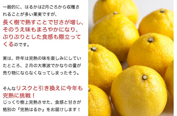 有機栽培 完熟はるか ｜ Oisix産直おとりよせ市場