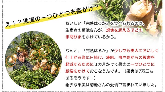 三重県産　ヤマヒカリ　10キロ　8月26日収穫 令和5年産 信州八重原 謙太郎米 玄米 10kg （特別栽培栽培