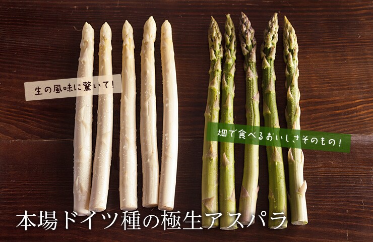 �k�C������g�ɐ��A�X�p���h���Y�n�����I