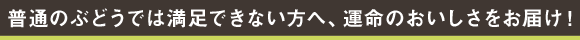 普通のぶどうでは満足できない方へ、運命のおいしさをお届け!