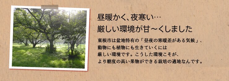 昼暖かく、夜寒い…厳しい環境が甘〜くしました