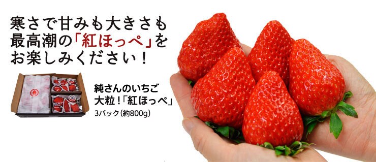 伊豆のいちご 大粒紅ほっぺ（静岡県産） ｜ Oisix産直