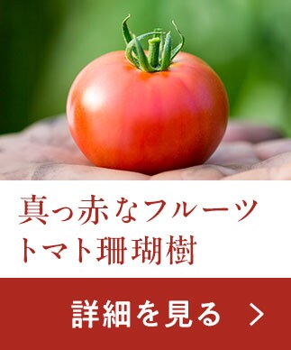 �u�^���Ԃȃt���[�c�g�}�g�X����v���w���͂�����