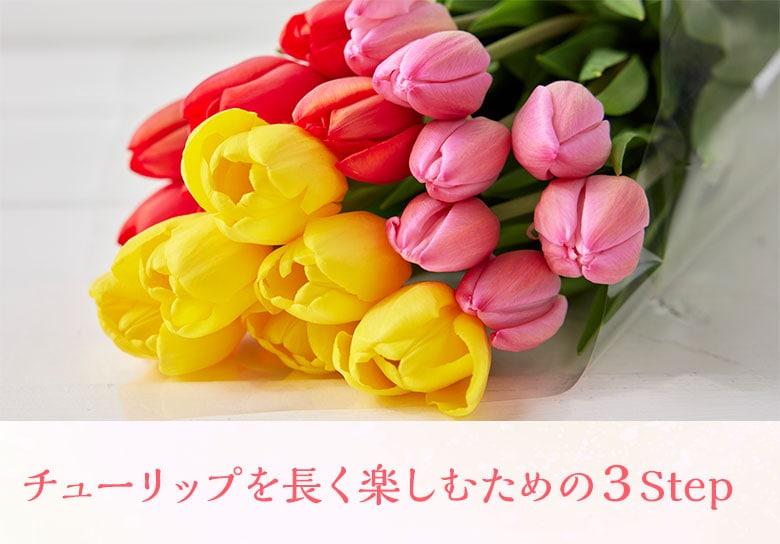 春を彩る チューリップ（切り花 10本/20本）｜ Oisix産直