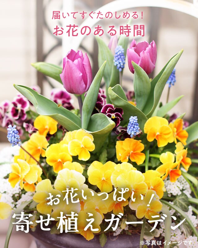 寄せ植えガーデン oisix産直おとりよせ市場 寄せ植えガーデン oisix産直おとりよせ市場